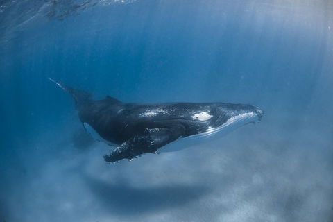 Full-Day Whale Watching Snorkeling And Swimming At Coral Bay - Taree Accommodation 5