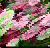 Botanical gardens winery and scenic full day tour - Taree Accommodation