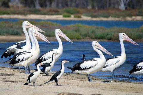 Romance Cruise + Scenic Tour + Beer Tasting + 3 Course Lunch + Hamper - Taree Accommodation 5