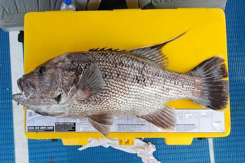 Abrolhos Islands Fishing Charter - Taree Accommodation 2