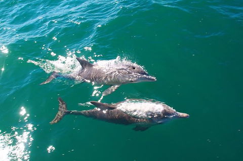 Sailing Kayak Adventure Through The Peel Harvey Estuary - Taree Accommodation 1