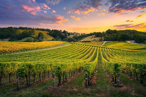 Swan Valley Sunset Wine Tour - Premium Small Group Tour - Taree Accommodation 0