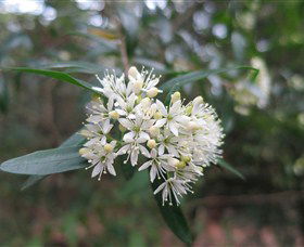 Jervis Bay NSW Taree Accommodation