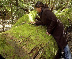 Attunga NSW Taree Accommodation