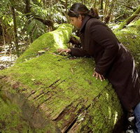 Washpool National Park - Washpool Walk - Taree Accommodation