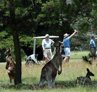 Glen Innes Golf Club - Taree Accommodation
