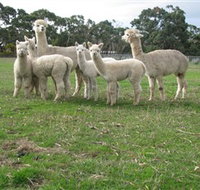 Blackgate Lodge Alpaca Stud - Taree Accommodation