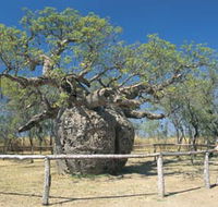 Boab Prison Tree - Taree Accommodation