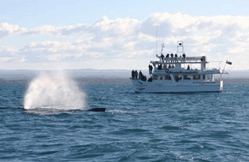 Dolphin Watch Cruises