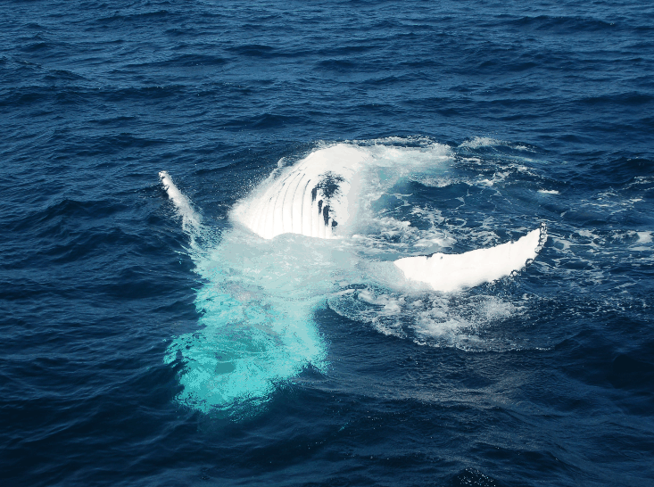 Dolphin Wild Cruises - Taree Accommodation