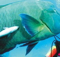 Aristocat Snorkel and Scuba Port Douglas - Taree Accommodation