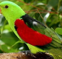 Birdworld Kuranda - Taree Accommodation
