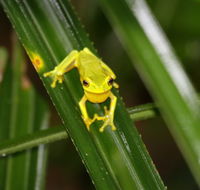 Daintree River Cruise Centre - Taree Accommodation