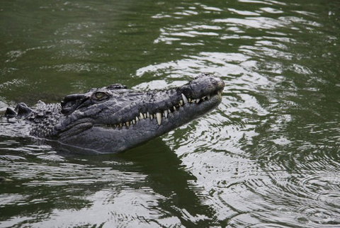 Daintree River Cruise Centre - Taree Accommodation 1