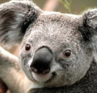 Wildlife Habitat - Taree Accommodation