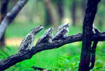 Edward River QLD Taree Accommodation