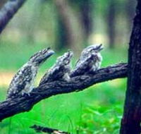 Undara Experience - Taree Accommodation