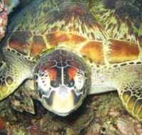 Adrenalin Snorkel and Dive - Taree Accommodation