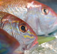 Coro Hotel - Lure Seafood Restaurant - Taree Accommodation
