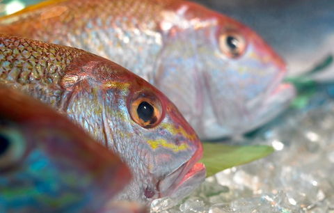 Coro Hotel - Lure Seafood Restaurant - Taree Accommodation 0