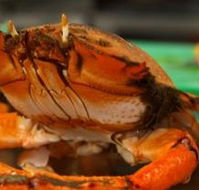 River Cottage Restaurant - Taree Accommodation