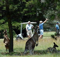 Glen Innes Golf Club - Taree Accommodation