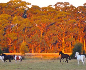 Horse Riding At Oaks Ranch And Country Club - Taree Accommodation 1