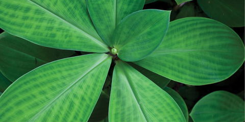 Limberlost Nursery & Garden Centre - Taree Accommodation 0