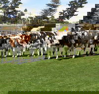 Brighton Show - Taree Accommodation