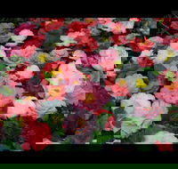 Camellia's Australia National Camellia Show - Taree Accommodation