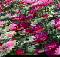 2020 Woolmers Estate Festival of Roses - Taree Accommodation