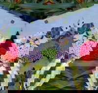 Acrylic Earring Workshop Native Florals - Taree Accommodation