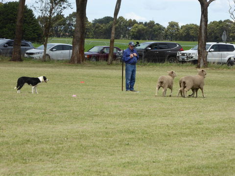 Dean Sheepdog Trials - Old Sniff Classic - Taree Accommodation 0