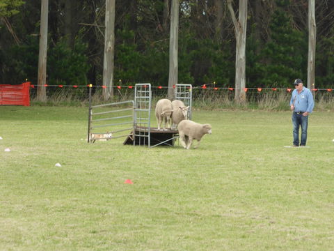 Dean Sheepdog Trials - Old Sniff Classic - Taree Accommodation 2