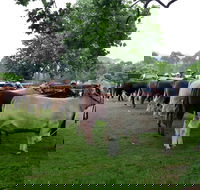 Dorrigo Agricultural Show - Taree Accommodation