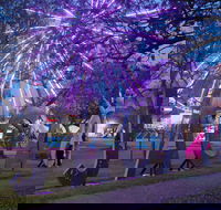 Grafton Jacaranda Festival - Taree Accommodation
