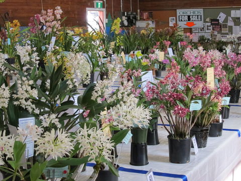 Sapphire Coast Orchid Club Spring Orchid Show - Taree Accommodation 0
