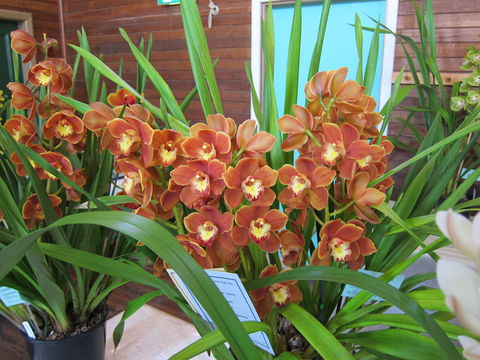 Sapphire Coast Orchid Club Spring Orchid Show - Taree Accommodation 2