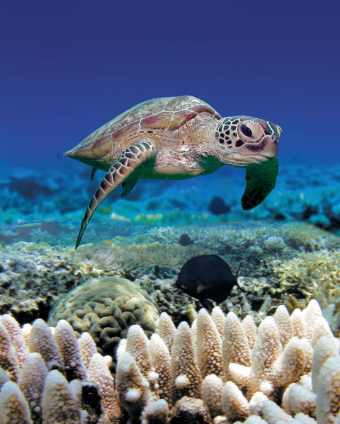 Great Adventures Green Island Ocean Swim - Taree Accommodation 2