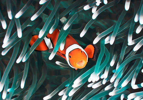 Great Barrier Reef Masters Games - Taree Accommodation 1
