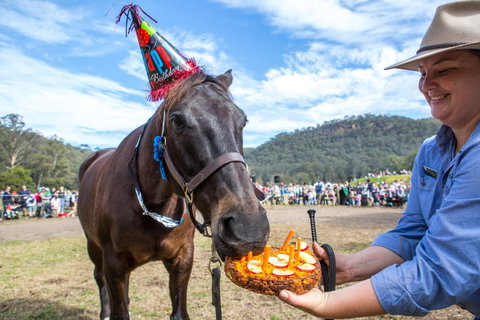 Horses Birthday Festival - Taree Accommodation 0