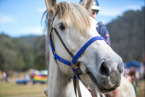 Horses Birthday Festival - Taree Accommodation 1