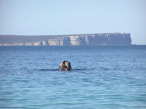 Jervis Bay's Sydney To Hobart Experience - Taree Accommodation 0