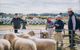 Mudgee Small Farm Field Days - thumb 0