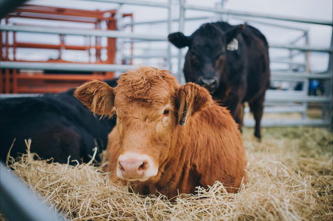 Mudgee Small Farm Field Days - Taree Accommodation 2