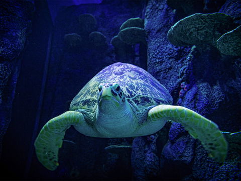 Sydney's Aquarium - Taree Accommodation 0