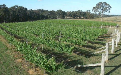 Yarralaw Springs Wines  - Cellar Door Wine Tasting - Taree Accommodation 1