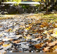 Cradle Forest Inn - Taree Accommodation