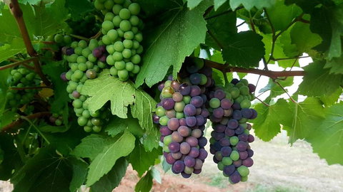 Red Door Collective RDC Estate - Taree Accommodation 6