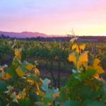 Red Door Collective RDC Estate - Taree Accommodation 0